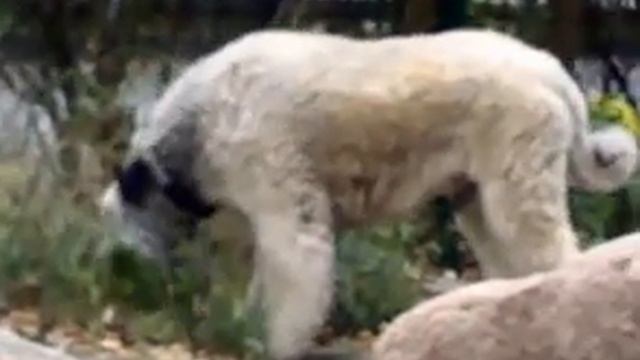 Собака ест траву