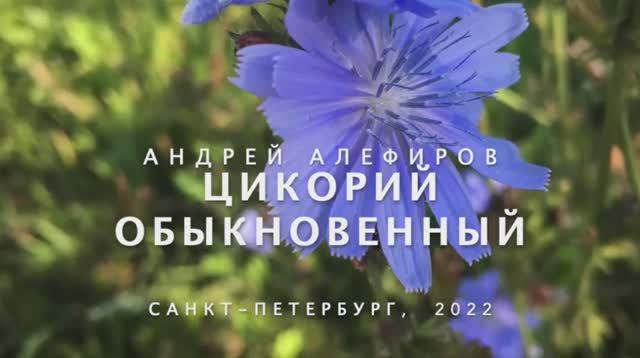 Цикорий обыкновенный. Алефиров А.Н.