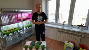 БИЗНЕС НА МИКРОЗЕЛЕНИ - ВЫГОДНО ИЛИ НЕТ - МИКРОЗЕЛЕНЬ ДОМА - БИЗНЕС ИДЕИ - БИЗНЕС С НУЛЯ НА ДОМУ