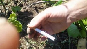 Как пригнуть ветки фундука