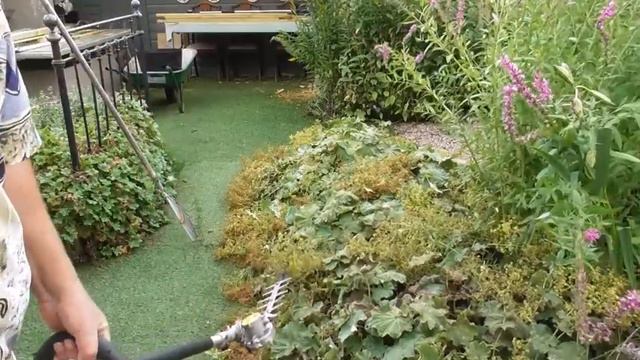 Alchemilla Mollis " Lady's Mantle" summer prune back!! смотреть онлайн