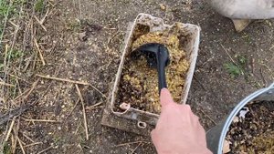 Переселение цыплят ухейилюй. Один день станичной жизни.