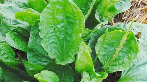 ПОДОРОЖНИК  ТРАВА  Исполняет Елена Саларёва