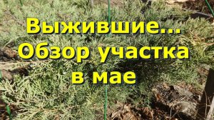 Обзор моего участка в  мае. Что выжило после зимы (или не выжило) .