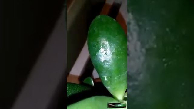Толстянка. Прищипывание.