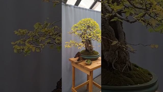 Виставка бонсай у Києві смотреть онлайн