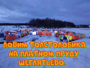 Рыбалка на платнике, Ловим Толстолобика, Амура, Осетра. Щеглятьево.