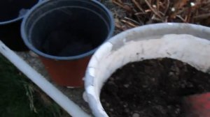 СТЕВИЯ. Как сохранить растение зимой.