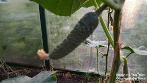 Как правильно подкармливать и ухаживать за огурцами