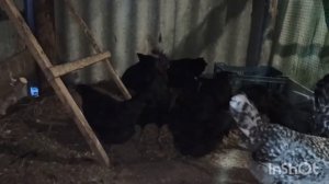 Супер яйценоскость у парод ухейилюй и барковская борвистая, меня полностью они устраивают