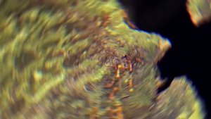 Кто такие муравьи? Что мы о них знаем?