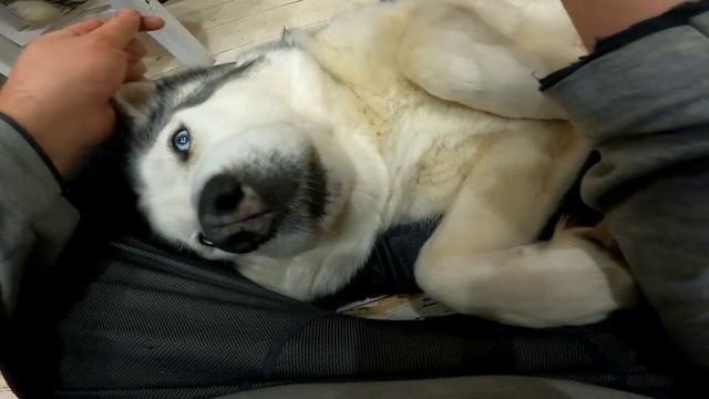 Показываю как я измеряю уровень сахару у собаки диабетика смотреть онлайн