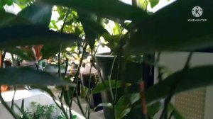 Выращивание цитрусовых дома, обзор моей коллекции