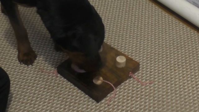 Интеллектуальная ИГРА для СОБАК. Ротвейлер смотреть онлайн