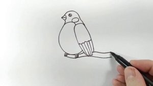 Как нарисовать СНЕГИРЯ