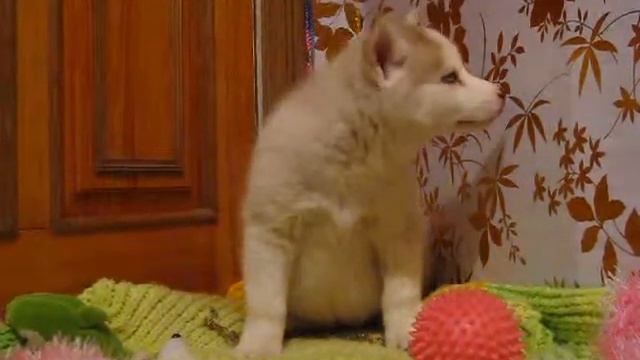 Щенок хаски Барби, 10 декабря 2016 смотреть онлайн