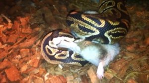 Питон региус VS Хомяк