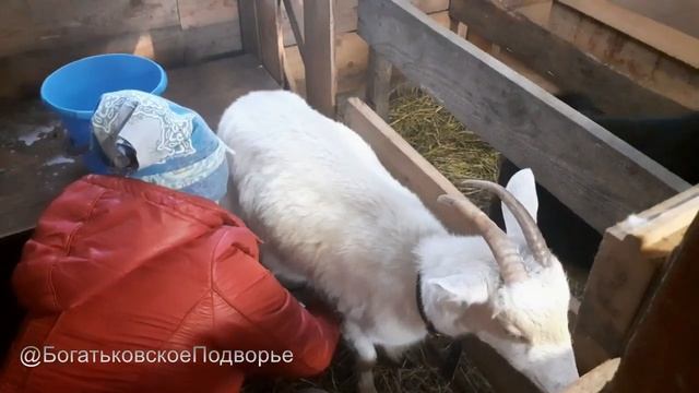 Наши козы январь 2023 г