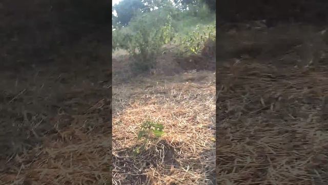 СКК (северо крымский канал) - для ваты))) смотреть онлайн