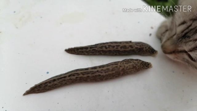 Слабонервным НЕ СМОТРЕТЬ ?!леопардовый слизень|LIMAX MAXIMUS ?