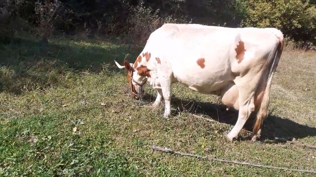 Рецепт комбикорма для высокоудойных коров. смотреть онлайн