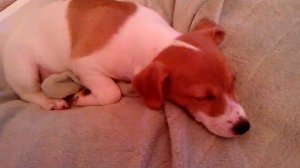 О джек рассел терере 1 часть