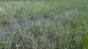 10 мая 2022 г. НЕРЕСТ САЗАНА