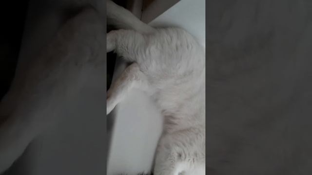 Как я чищу зубы своему коту??? смотреть онлайн