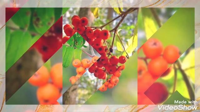 ЯГОДКИ-РЯБИНКИ!???#музыка #позитив #хорошеенастроение