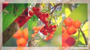 ЯГОДКИ-РЯБИНКИ!???#музыка #позитив #хорошеенастроение
