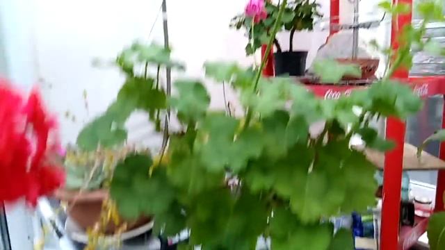 Зимний сад майским вечером Алина хозяйка смотреть онлайн