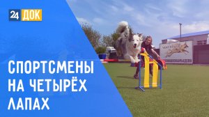 Собачьи баталии на чемпионате края. ДЕТАЛИ СПОРТ