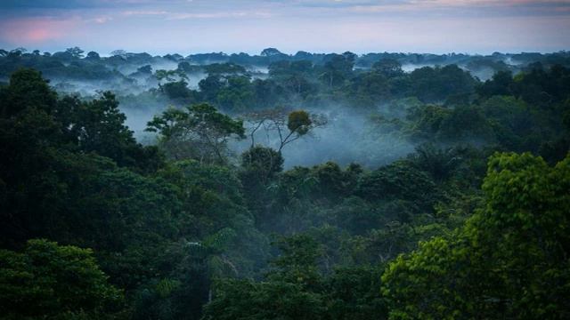 G.E.N.E. "Rain forest" смотреть онлайн