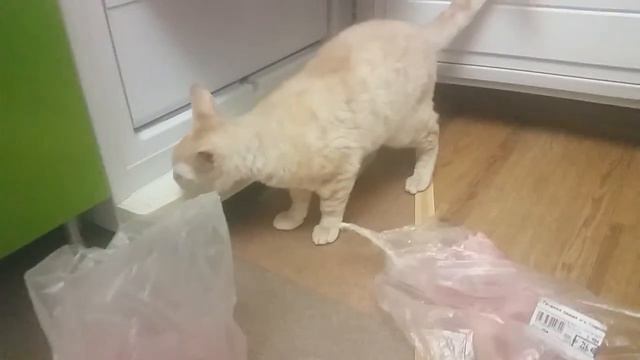 Кот Бани Петрович ест мясо смотреть онлайн