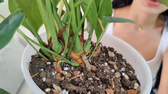 Антуриум Юта  Anthurium Utah. Обзор редкого коллекционного сорта информация о продаже