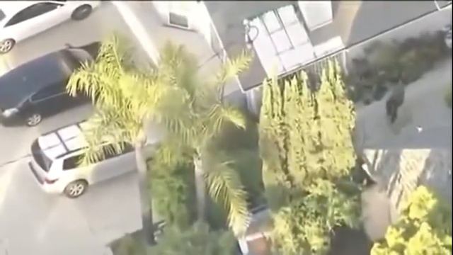 Животные отжигают по полной! Смотреть всем!) смотреть онлайн