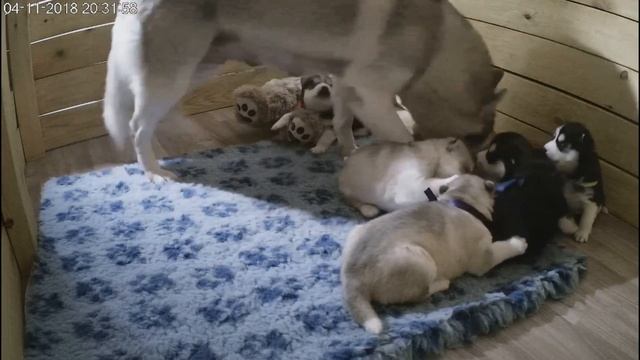 Поцелуйчики смотреть онлайн