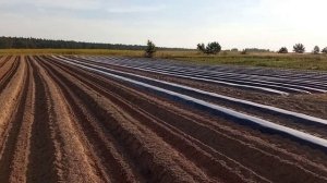 Самодельный грядообразователь в деле. Делаем бугры ( грядки). Шифенг 350 рулит.