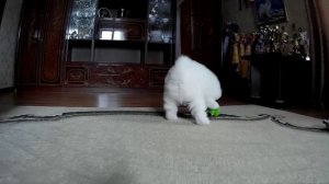 Разделывание плюшевой игрушки!