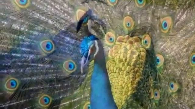 Птица павлин.mp4-священная птица. смотреть онлайн