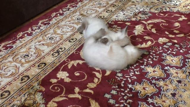 Котята играют. Возраст 6 недель. смотреть онлайн