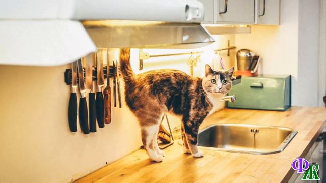 Тренинг 1. Кошка посмотрела на парня и отвернулась. В её взгляде было столько обманутой надежды…
