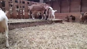 Девичье молоко у коз