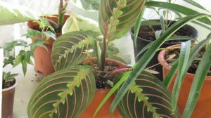 ЯНТАРНАЯ КИСЛОТА ДЛЯ ФИАЛКИ И ДРУГИХ РАСТЕНИЙ .ПРОСТО ЧУДО