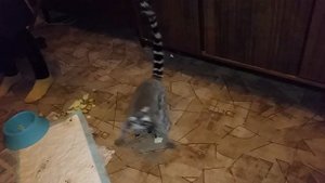 В квартире екатеринбуржца живет лемур