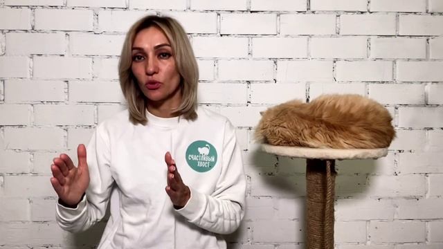 Давайте жить дружно! Или как правильно произвести первое впечатление на нового питомца. #гранты59 смотреть онлайн