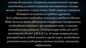 Аквариумная рыбка Барбус олиголепис