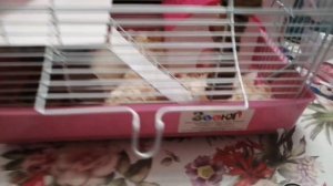 Игрушка джунгарскому хомячку.