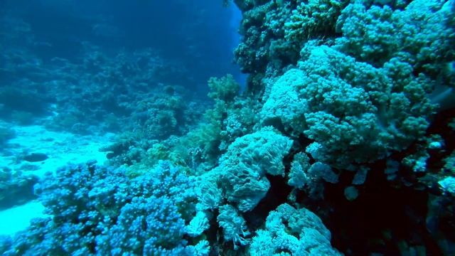 Морские черепахи. Красное море, Египет смотреть онлайн