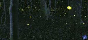 ( Сверчки) Светлячки. Звуки светлячков для сна и медитации.